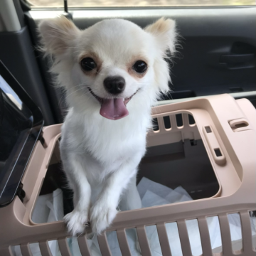 犬 × 長野県 × チワワ(ロング)の里親募集一覧｜ハグー -みんなのペット