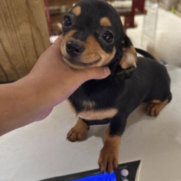 犬 × 埼玉県の里親募集一覧｜ハグー -みんなのペット里親情報