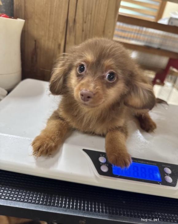 犬の里親募集】岡山県・ミニチュアダックスフンド(ロング)・ミニチュア