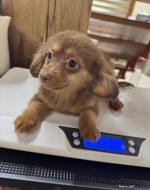 犬の里親募集】岡山県・ミニチュアダックスフンド(ロング)・ミニチュア