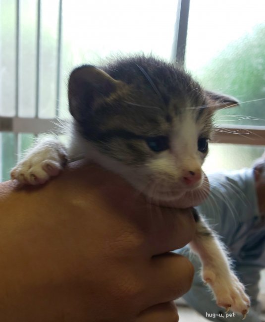 猫の里親募集 鹿児島県 雑種 かわいいサバシロちゃんです ハグー みんなのペット里親情報 Id 2106