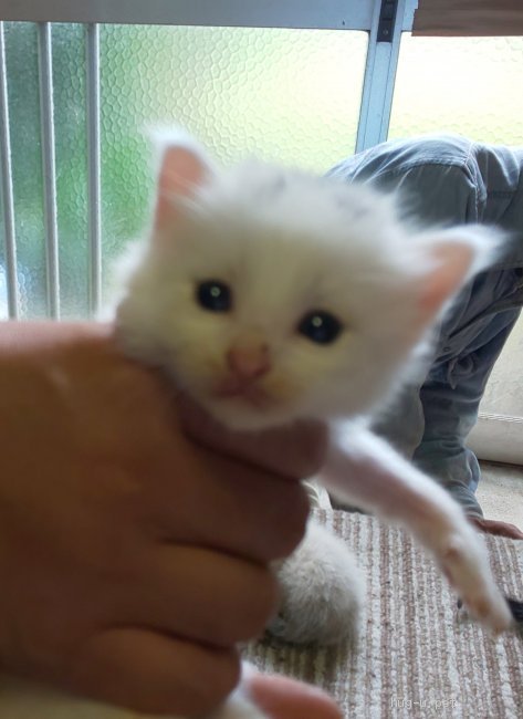猫の里親募集 鹿児島県 雑種 かわいい白ねこちゃんです ハグー みんなのペット里親情報 Id 2106
