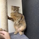 雑種