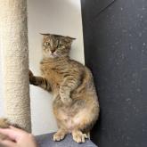 雑種