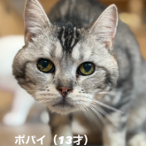 アメリカンショートヘア