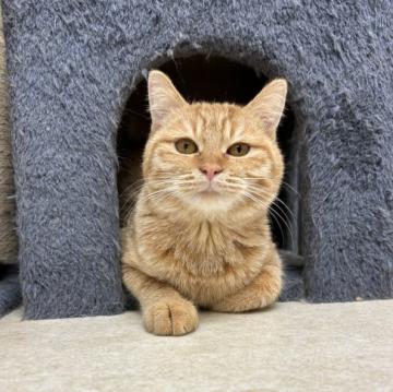 猫の里親募集】東京都・雑種・虎猫ちゃん1か月（ID:2110-00926