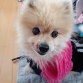 ポメラニアン