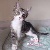 雑種