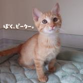 雑種