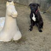 アメリカンピットブルテリア