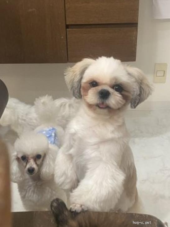 シーズーの子犬を探す｜ブリーダーナビ | マルワン横浜 元町店（ペット