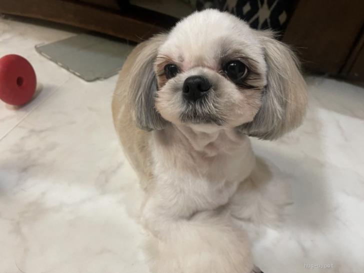 犬の里親募集】大阪府・シーズー・食いしん坊ぶーちゃん（ID:2312