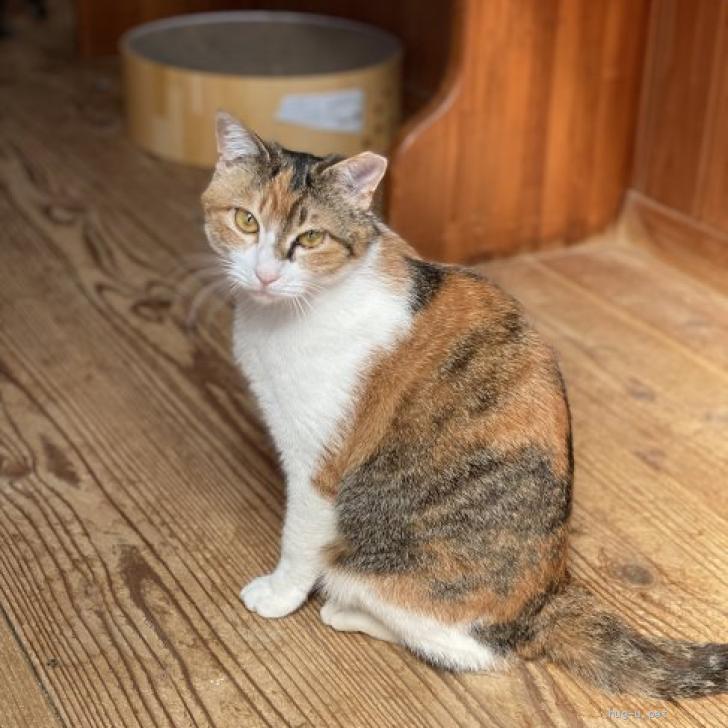 猫の里親募集】埼玉県・雑種・ぽっちゃりむちむちの三毛猫みこちゃん