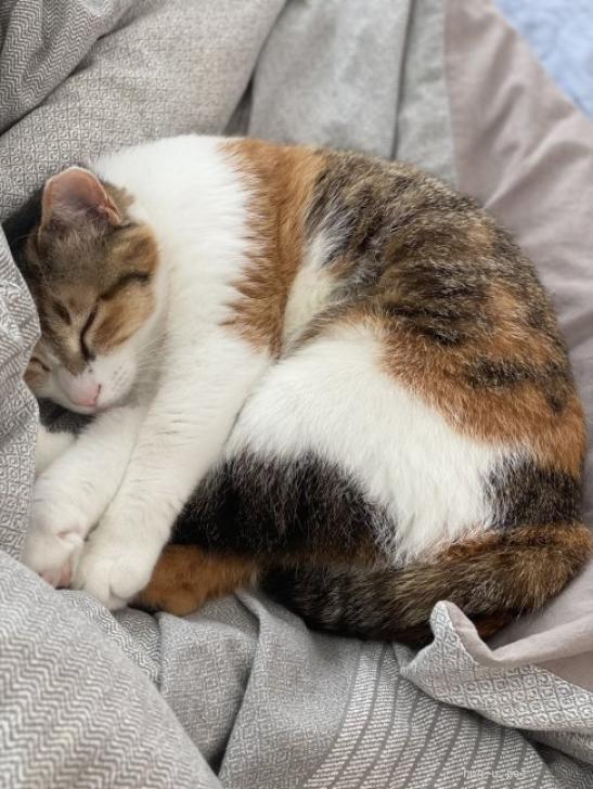 猫の里親募集】埼玉県・雑種・ぽっちゃりむちむちの三毛猫みこちゃん