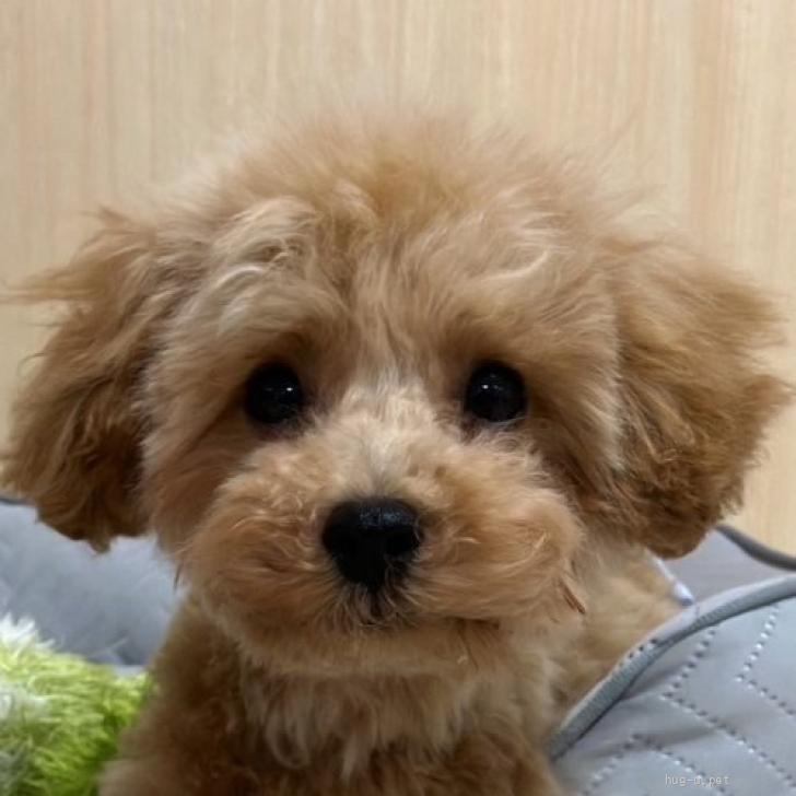 ☆受付☆トイプードル No.B 犬の里親募集】奈良県・トイプードル・プードル 男の子 かつみくん（ID