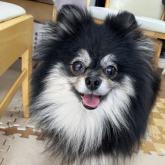 ポメラニアン