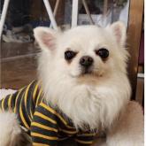 チワワ(ロング)