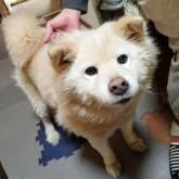 雑種