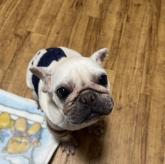 フレンチブルドッグ