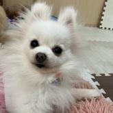 ポメラニアン