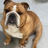ブルドッグ
