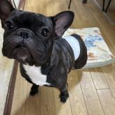 フレンチブルドッグ
