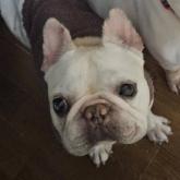 フレンチブルドッグ