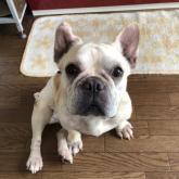 フレンチブルドッグ