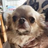 チワワ(ロング)