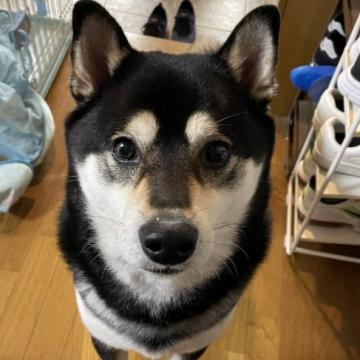 犬 大阪府 柴犬の里親募集一覧 ハグー みんなのペット里親情報