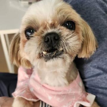 犬の里親募集】奈良県・マルチーズ×シーズー・ミックス犬 女の子