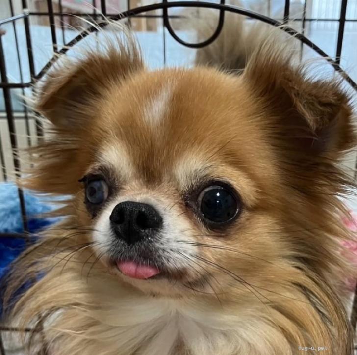 チワワ チワワ(ロング)【神奈川県・女の子・2025年9月22日・ブラックタン