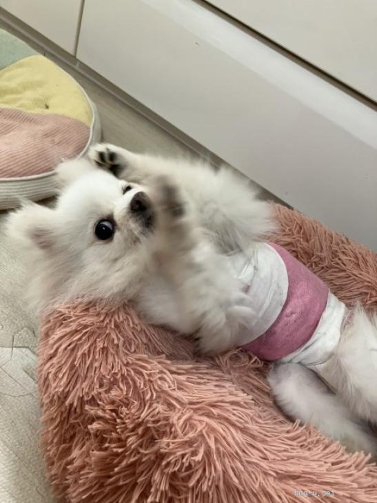 犬の里親募集】奈良県・ポメラニアン・ポメラニアン 女の子 さくら