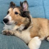 シェットランドシープドッグ