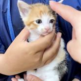 雑種