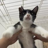 雑種