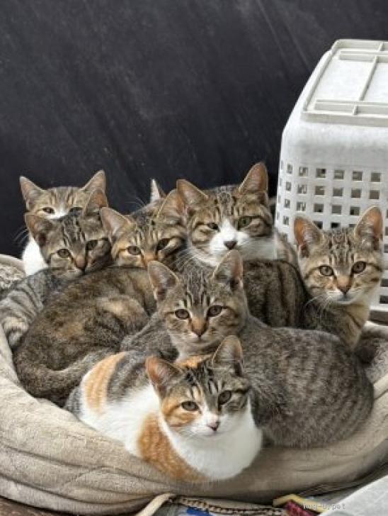 猫の里親募集】山口県・雑種・3/3にお外に帰ります🆘三毛柄が素敵な