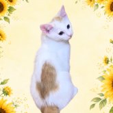 雑種