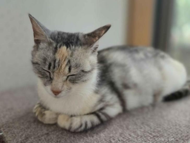 猫の里親募集】茨城県・雑種・まだ子猫♪優しいママ猫ひなちゃん（ID