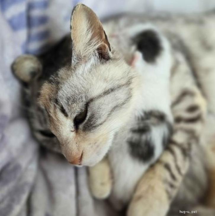 猫の里親募集】茨城県・雑種・まだ子猫♪優しいママ猫ひなちゃん（ID