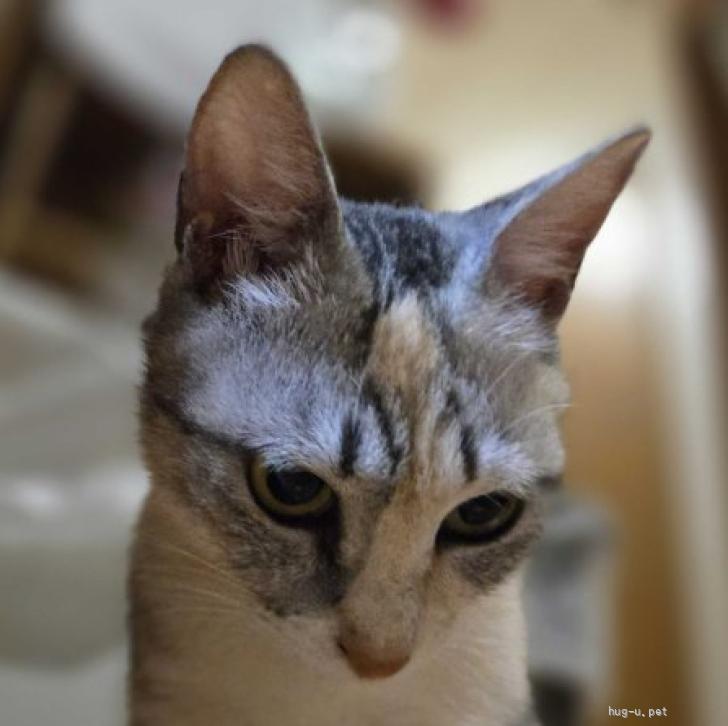 猫の里親募集】茨城県・雑種・まだ子猫♪優しいママ猫ひなちゃん（ID