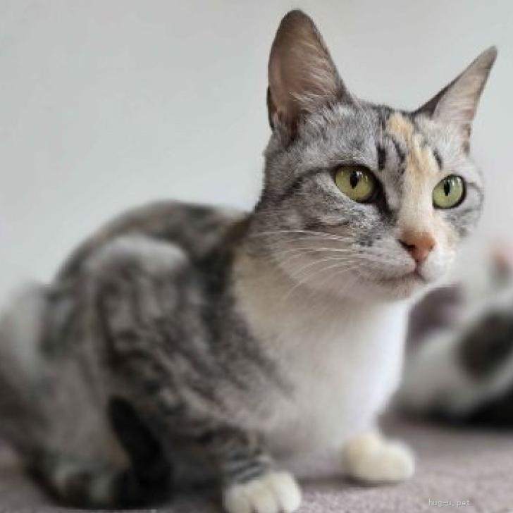 猫の里親募集】茨城県・雑種・まだ子猫♪優しいママ猫ひなちゃん（ID
