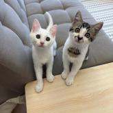 雑種
