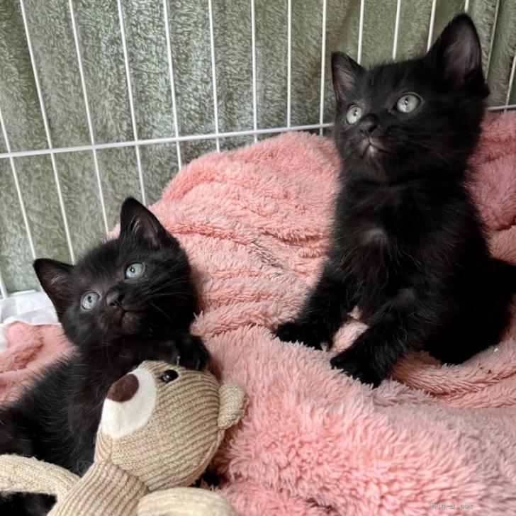 猫の里親募集】千葉県・雑種・目のカラーが綺麗なブルー&グリーンアイ