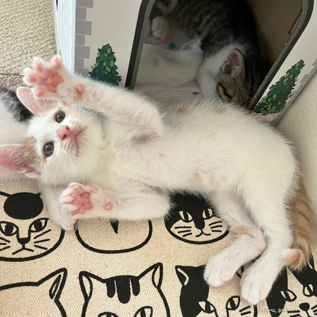 猫の里親募集】埼玉県・雑種・とび三毛の女の子と茶白男の子♪とっても