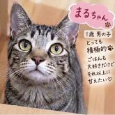 雑種