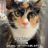 雑種