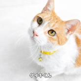 雑種