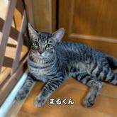 雑種