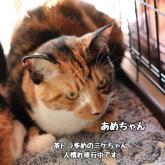 雑種
